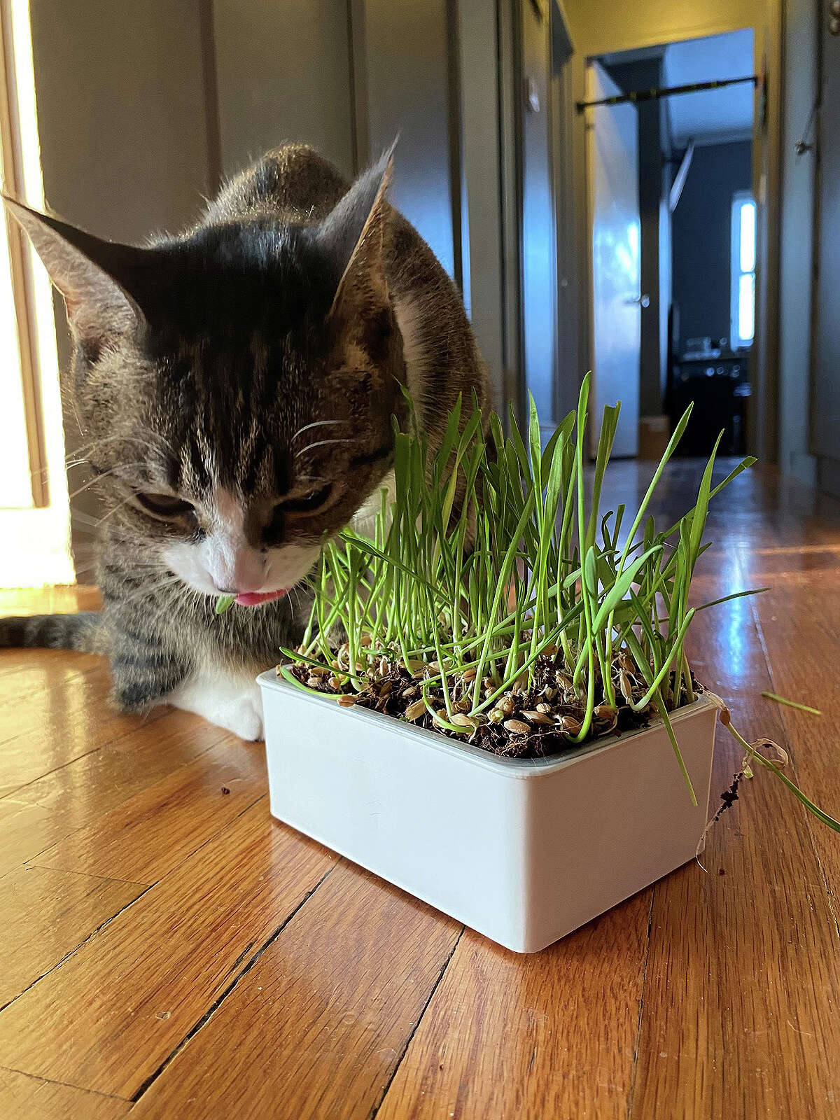 Cat grass kits are easy to grow and provide fresh, healthy wheatgrass, oat grass or ryegrass for cats to nibble on instead of your plants.