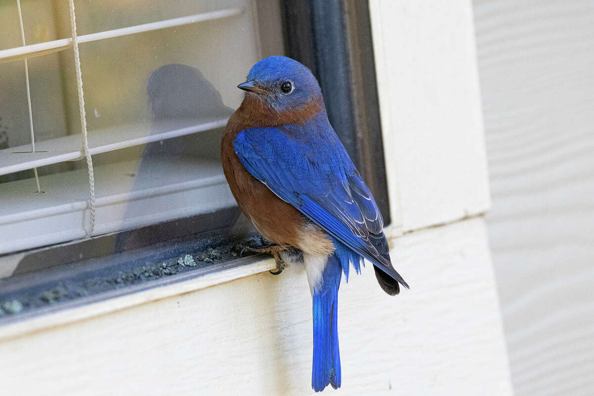 This eastern bluebird sees his reflection in the window and attacks it to defend his breeding territory. Photo Credit: Kathy Adams Clark. Restricted use.