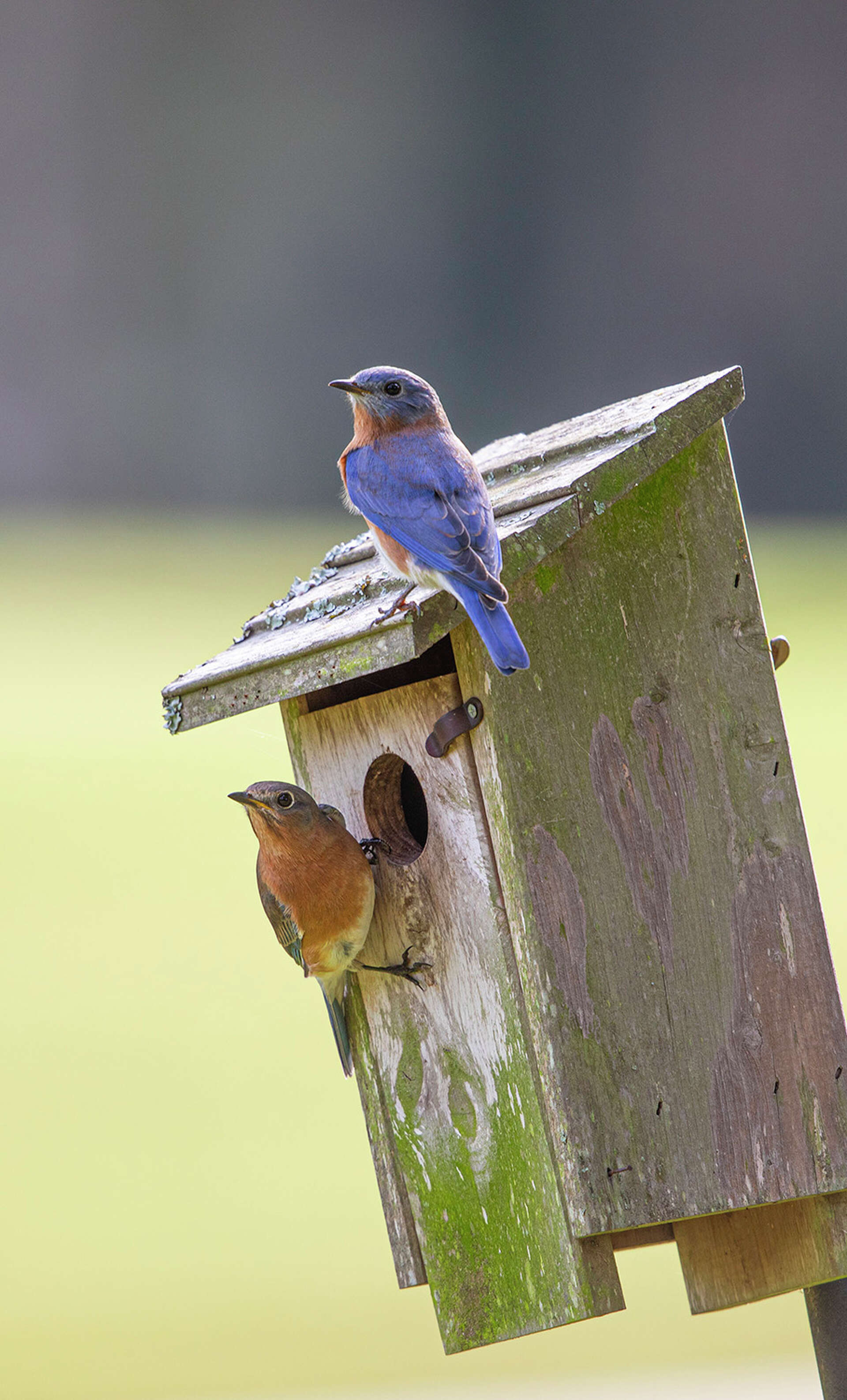 The surprising mating habits of Eastern bluebirds