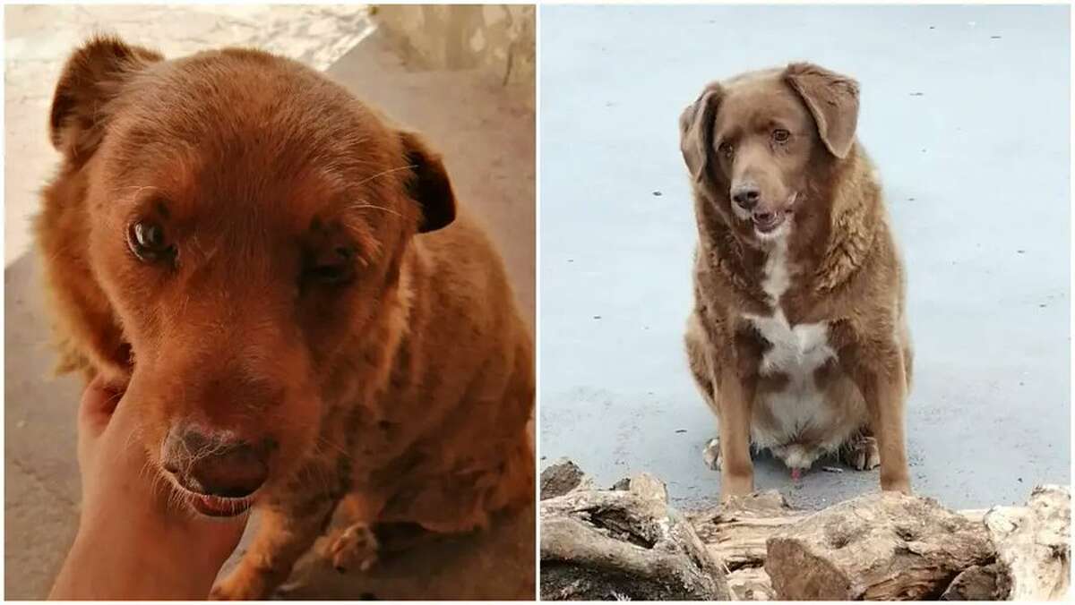 Meet Bobi, the oldest dog ever recorded. 