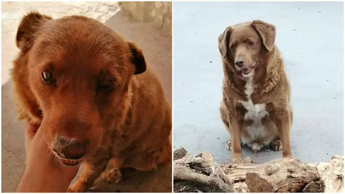 Get to Know Bobi, the World's Oldest Living Dog