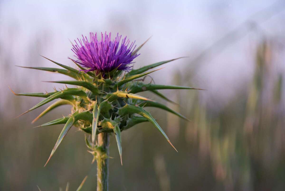 One of the principal components of milk thistle, silymarin, has been shown to be helpful against drug-induced liver injury, but whether it would be beneficial for people taking statins is unclear.