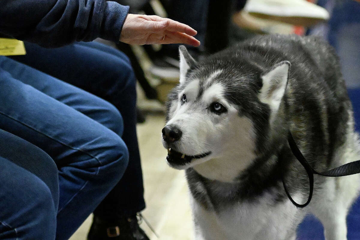 UConn mascot Jonathan the Husky returns to the court since recovering from an undisclosed veterinary procedure, during an NCAA college basketball game between UConn and Creighton, Wednesday, Feb. 15, 2023, in Storrs, Conn. (AP Photo/Jessica Hill)