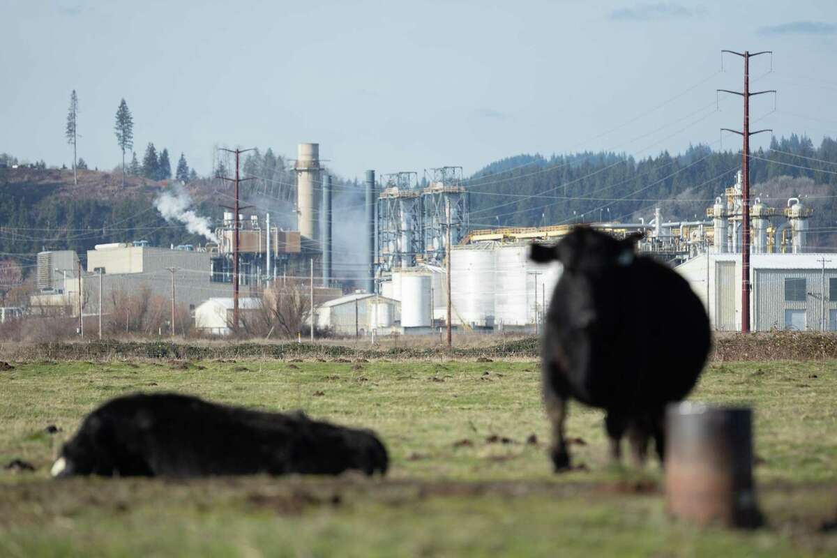Cows spend time in a pasture near Port Westward Industrial Park in Clatskanie, Ore., Wednesday, Feb. 15, 2023.