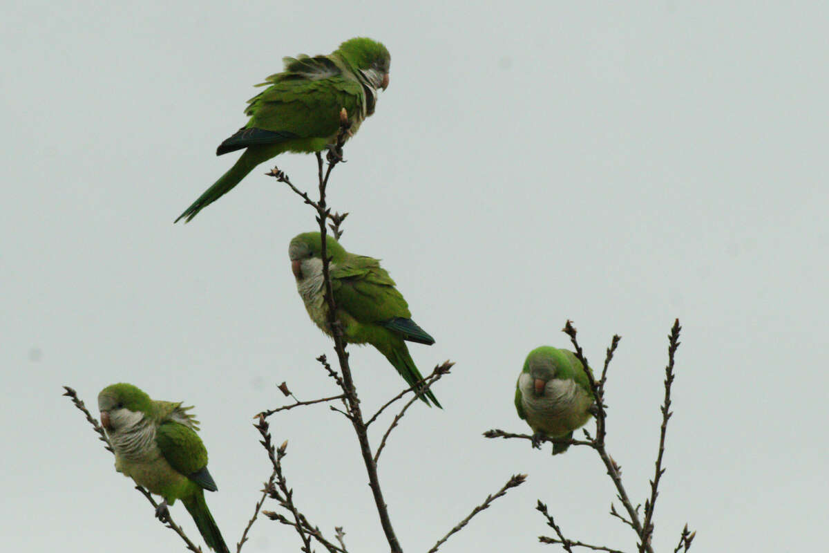 Monk parakeets take refuge in a tree top in League City. 