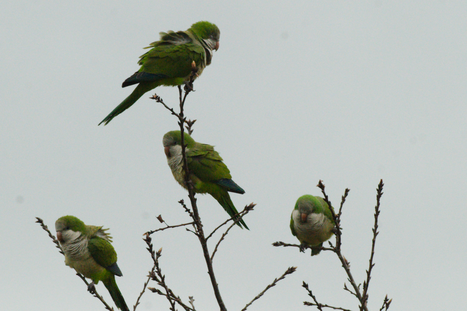 wild quaker parrot