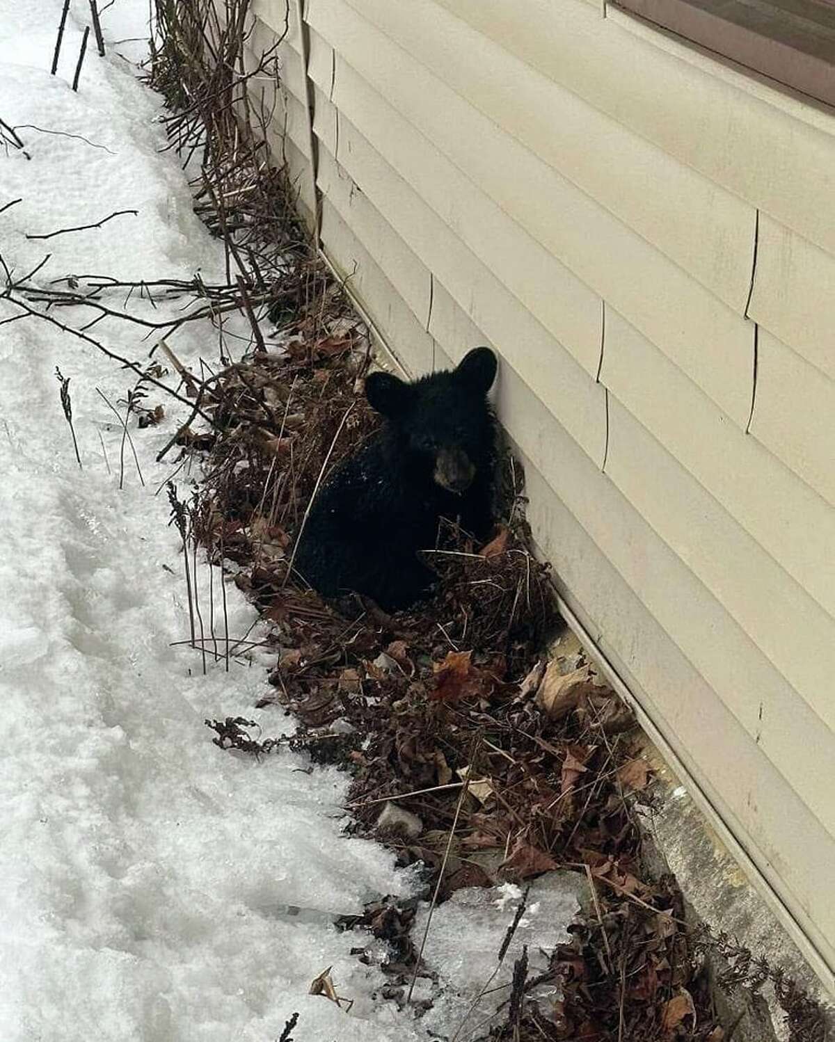 Orphaned black bear rescued in Adirondacks, brought to wildlife center