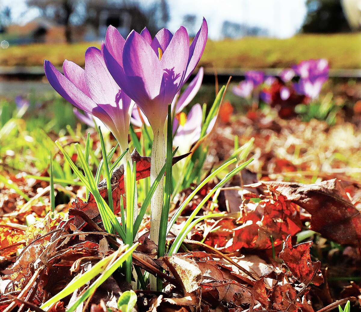 John Badman|The Telegraph It's a sure sign of springs approach when the crocus flowers bloom across the area. The sunshine Wednesday helped the small flowers push through the earth and bloom only when the sun shines. The flowers are traditionally the first to bloom in the region.