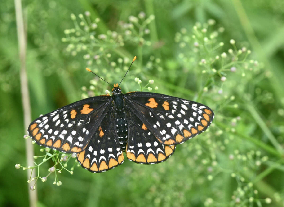A Baltimore Checkerspot butterfly spotted during an event co-sponsored by the Redding Land Trust and butterfly expert Victor DeMasi to coincide with the annual national butterfly count, on July 1, 2017, in Redding.