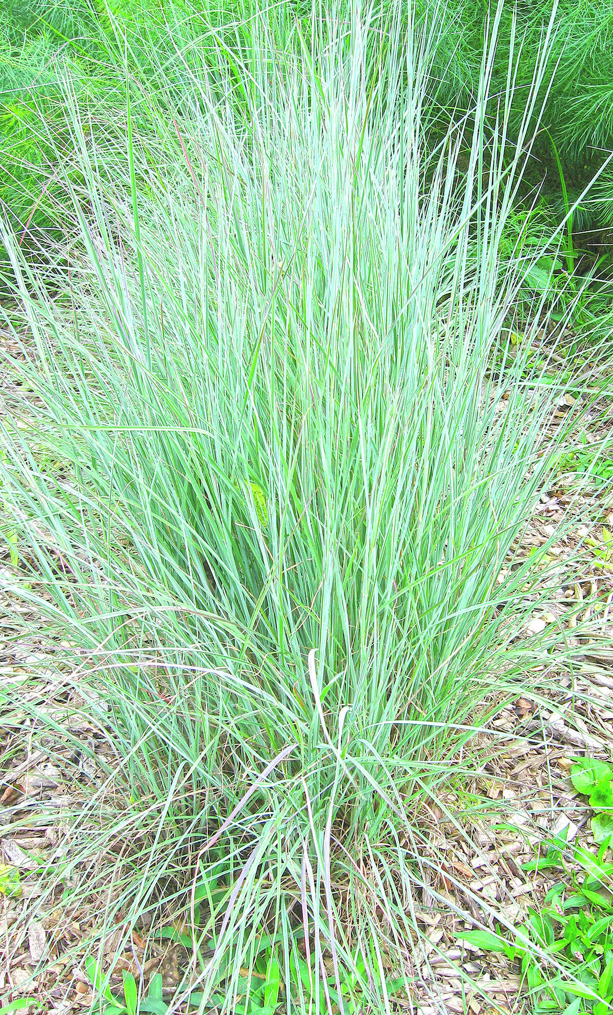 Each state has its own unique preference for native plants. Garden for Wildlife has uncovered the top pick in Illinois: Schizachyrium scoparium, aka little bluestem or beard grass. Little bluestem grasses provides a focal point of blue-green color and texture spring through late summer, offering shelter for birds and other wildlife. In fall, it turns a deep reddish brown, followed by white reflective seed tufts that last throughout winter. It grows 1.5 to 4 inches tall and blooms from June to December. It requires dry to medium moisture and can be planted in sandy, loan, clay or limestone soil. It is deer-resistant and attracts butterfly and moth caterpillars, birds and fireflies.