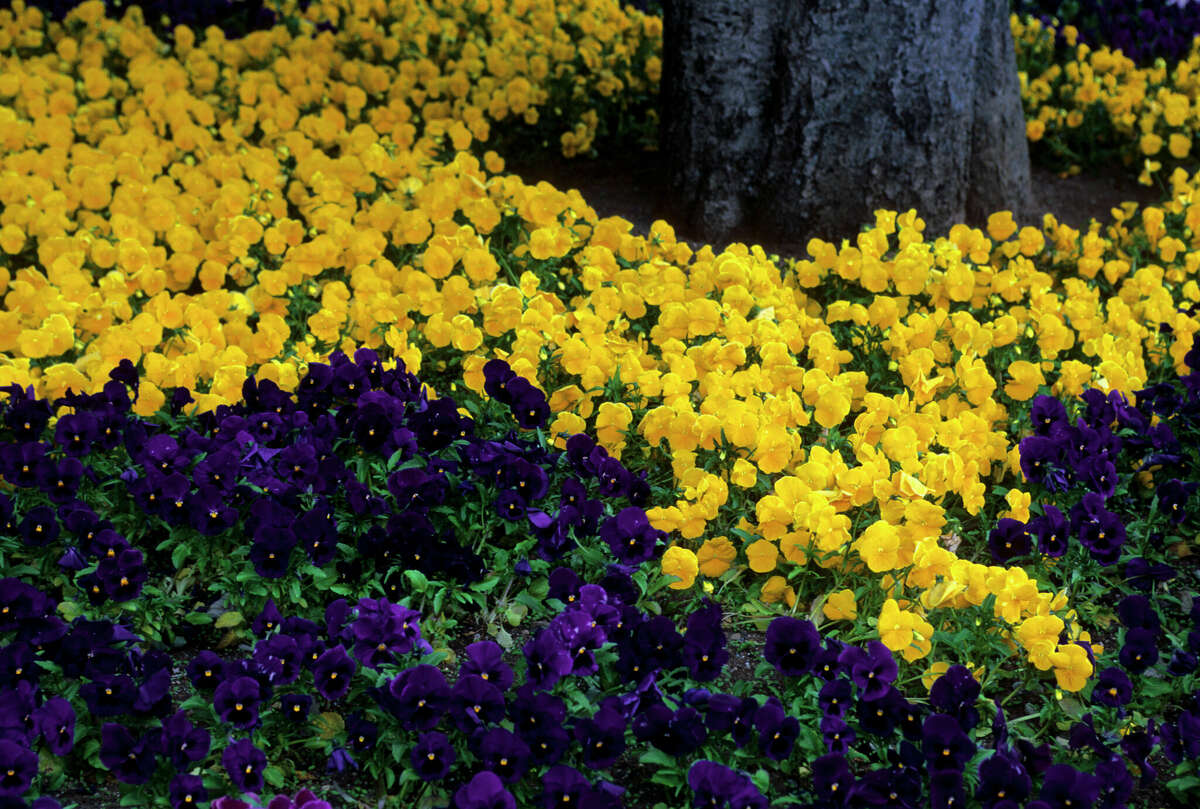 Pansies are blooming now in the San Antonio area.