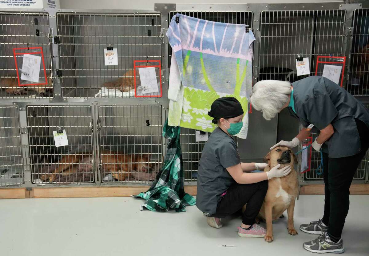 Houston stray animal crisis: Spay and neuter workshops curb numbers Houston stray animal crisis: Spay and neuter workshops curb numbers