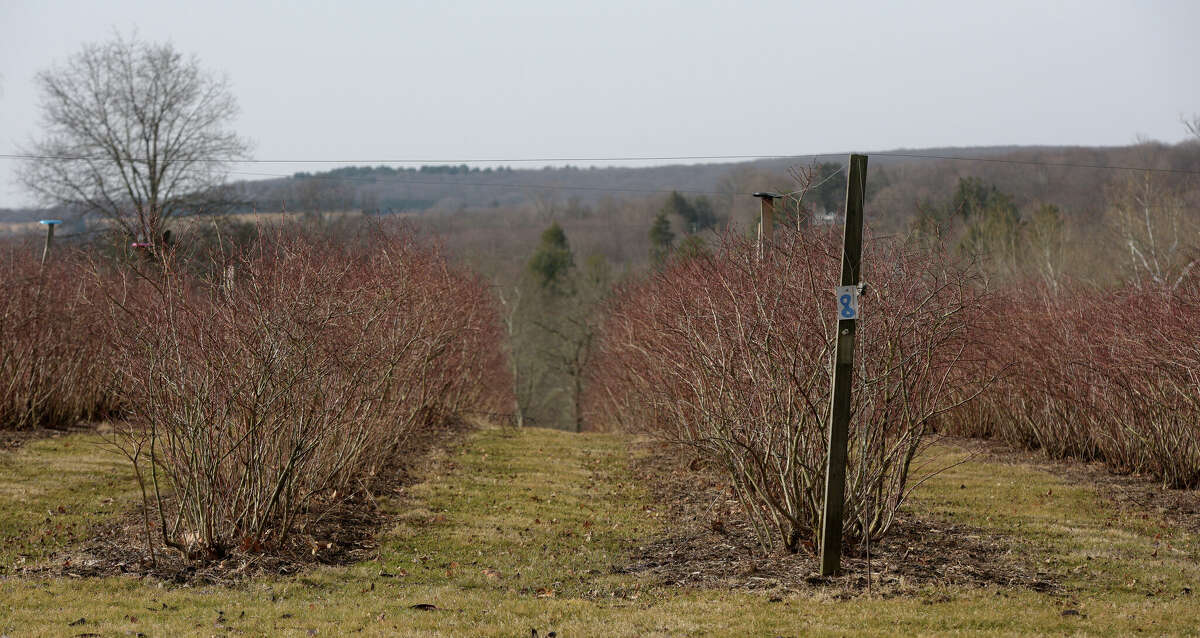 Blueberry bushes on Maple Bank Farm in Roxbury. Thursday, February 16, 2023, Roxbury, Conn.