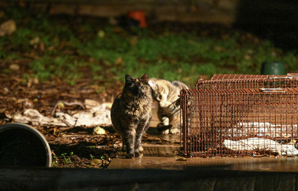 Few issues are as polarizing in neighborhoods coast to coast than what to do about the feral cat problem. Here, feral cats congregate in the yard of a house next to the home of Annie Spradley, whose backyard has been decimated by cats defecating and urinating on her yard.
