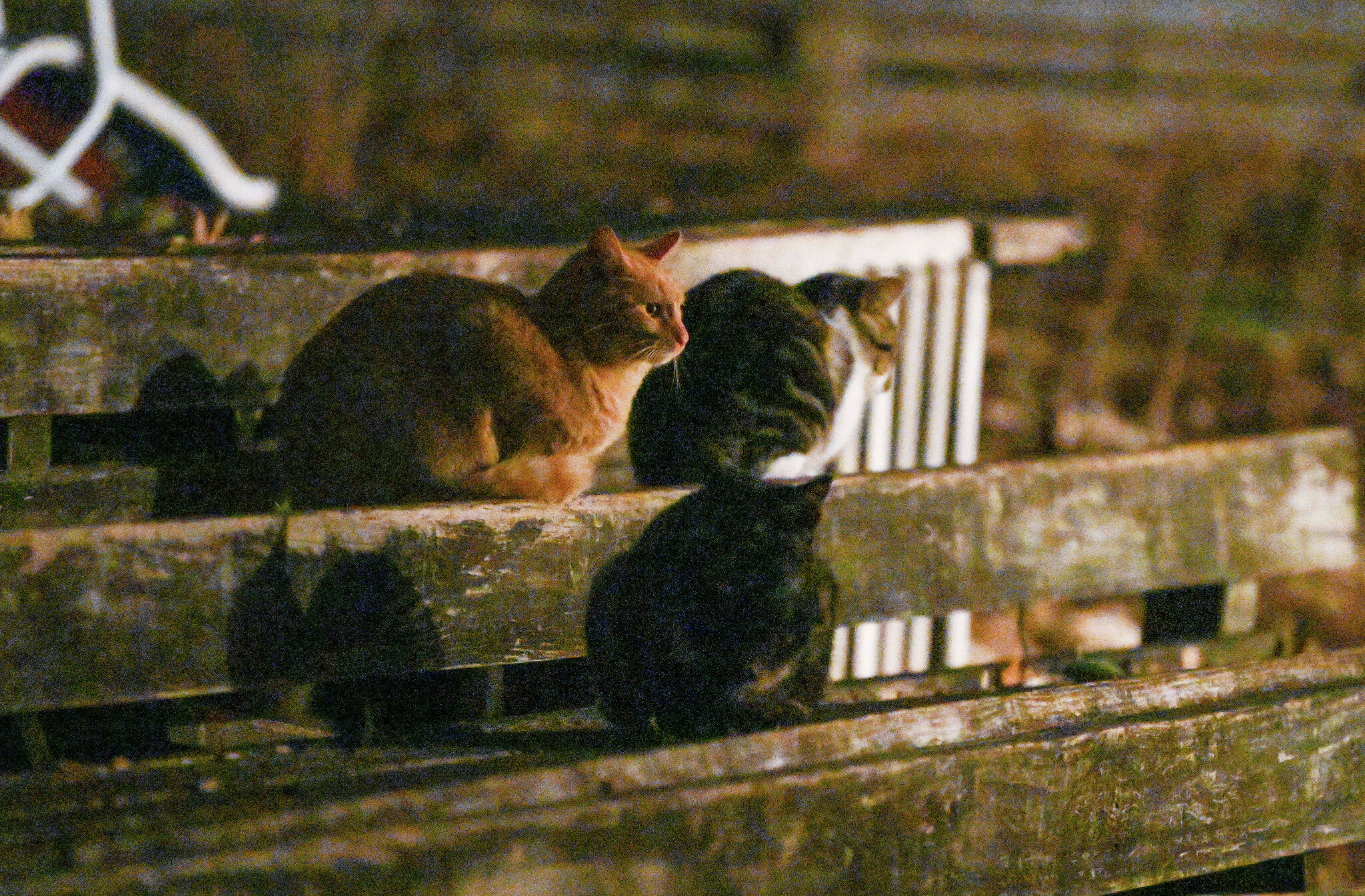 San Antonio homeowners fall victim to feral cat population explosion