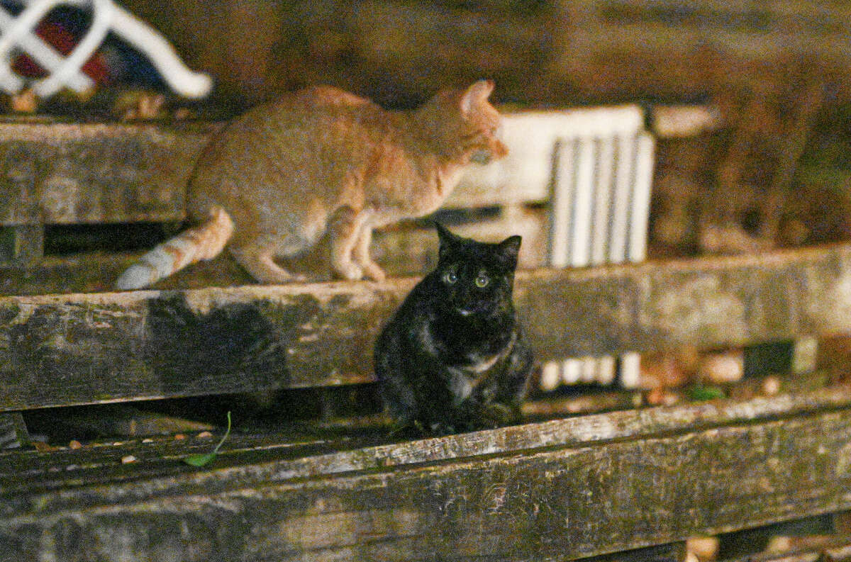 Feral cats congregate in the yard of a house next to the home of Annie Spradley. Her backyard has been decimated by cats defecating and urinating on her yard.
