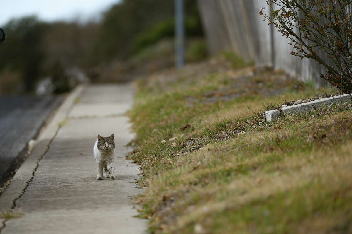 A feral cat walks by Annie Spradley's home.