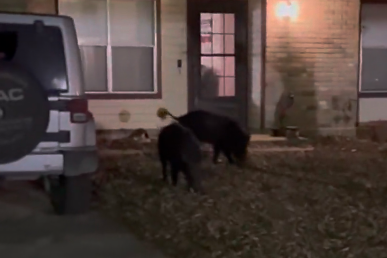 Watch feral hogs roaming a San Antonio neighborhood