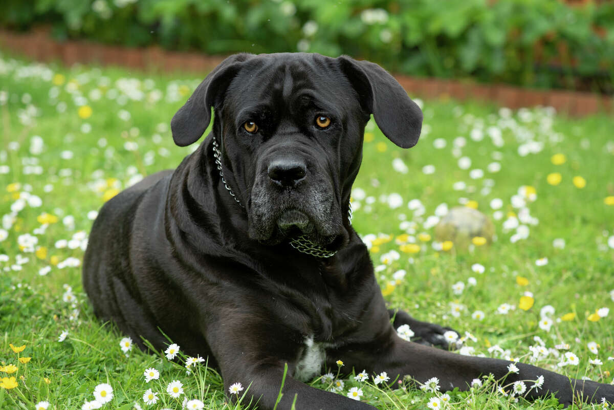 Study Shows Most Googled Dog Breeds