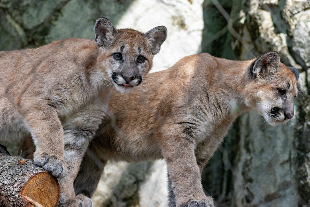 Cougar brothers Shasta VII and Louie made their public debut at the Houston Zoo on Friday. 