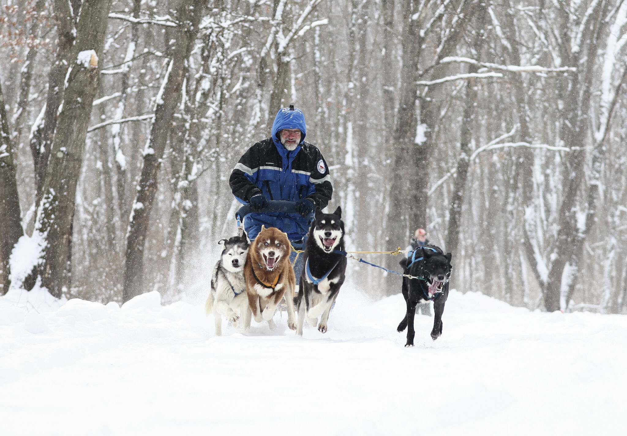 Michigan's longest dog sled race canceled for first time in 33 years 