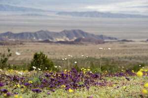 Why Death Valley won't see a superbloom this year despite rains