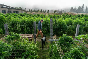 Calif. county’s weed industry on ‘brink of irreversible failure’