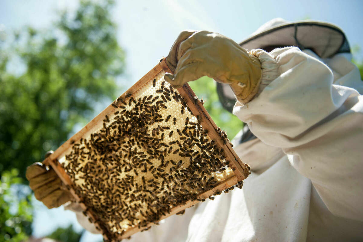 The Fremont Area Beekeepers Club will host beekeeping classes for beginners and advanced student in April.