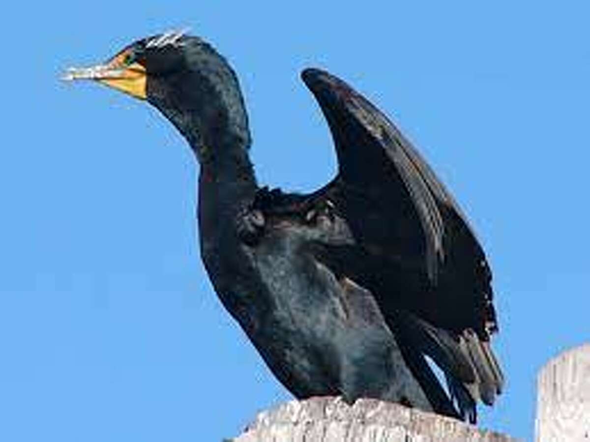 Double-crested cormorant numbers have grown in recent decades.