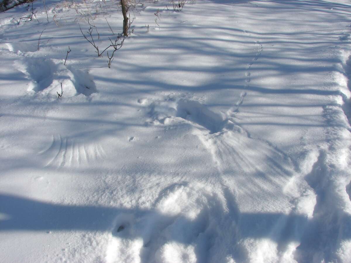 Tracks in the snow show where a bird made a dive to catch dinner. Visible are the animal tracks and imprints in the snow from the bird’s wing and tail.