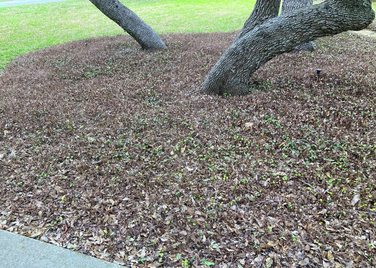 Asian jasmine, surrounding the live oak trunks, has turned brown from the December cold.