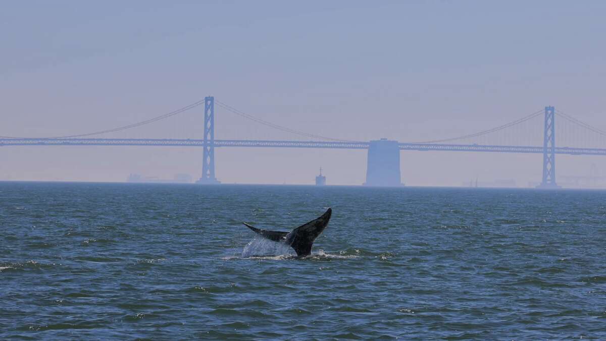 The first gray whale of the year in San Francisco Bay is seen breaching near the Bay Bridge by researchers from the Marine Mammal Center on Feb. 9, 2023.