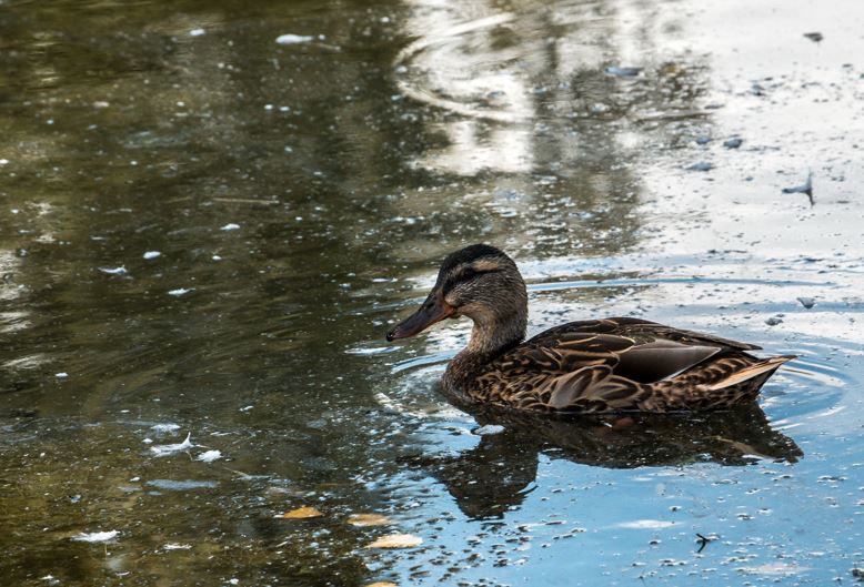 Ducks Unlimited banquet set March 11 in Gillespie