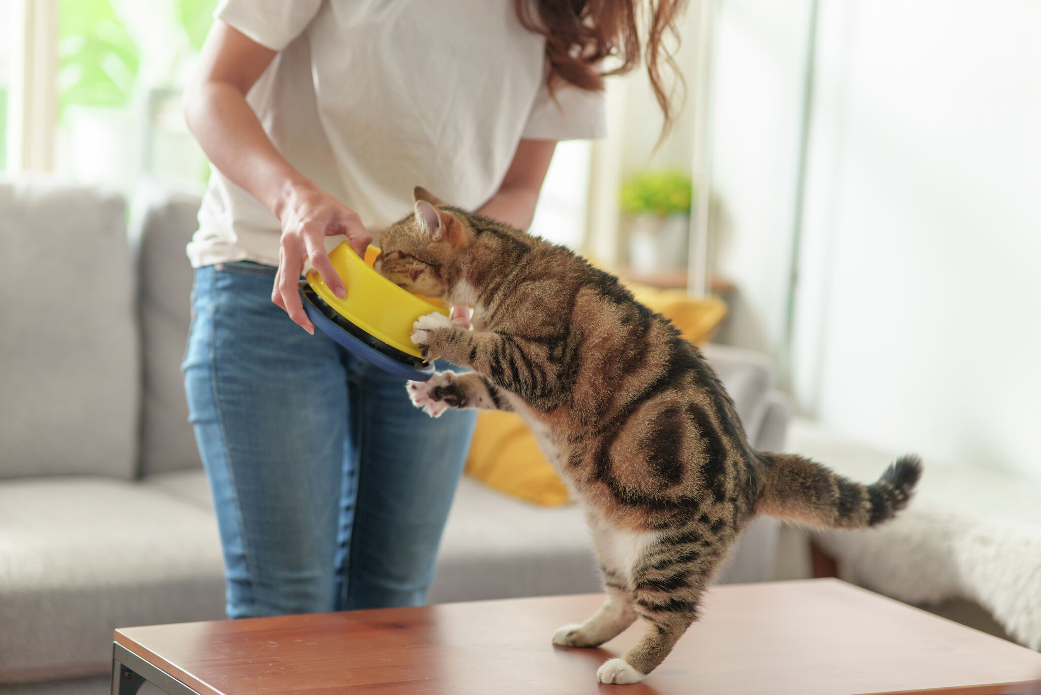 Get a free Chewy gift card when you stock up on cat supplies today Get a free Chewy gift card when you stock up on cat supplies today