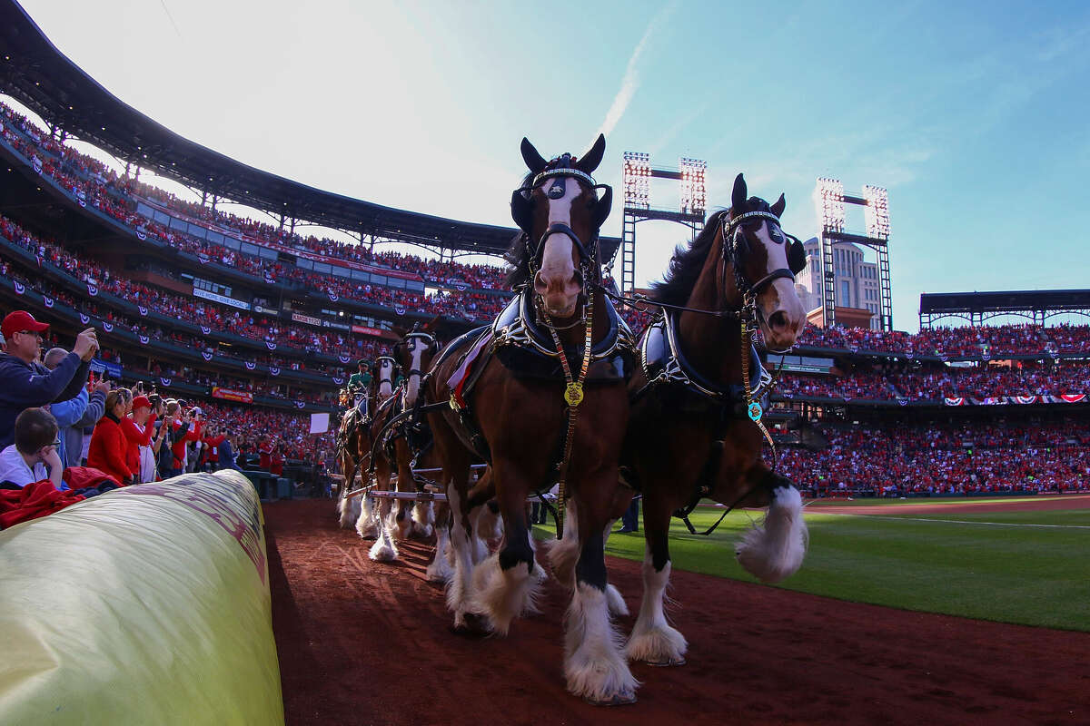 The majestic Budweiser Clydesdales were in a rodeo accident in San Antonio last weekend. One horse that appeared to be injured is now "back in action." IMAGE: The Budweiser clydesdales make their way around Busch Stadium prior to a game between the St. Louis Cardinals and the Arizona Diamondbacks on April 5, 2018 in St. Louis, Missouri. (Photo by Dilip Vishwanat/Getty Images)