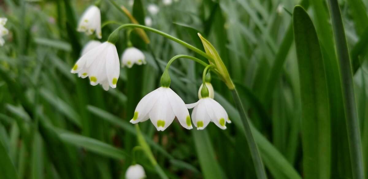 Plant snowdrops in October for spring blooms.