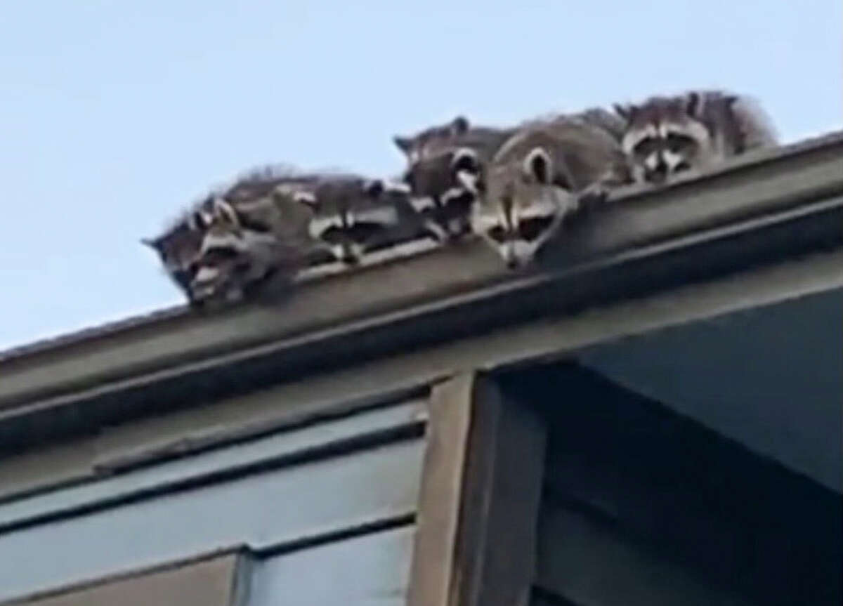 A family of raccoons has caused issues in multiple apartments at a complex on the Northeast Side of San Antonio.