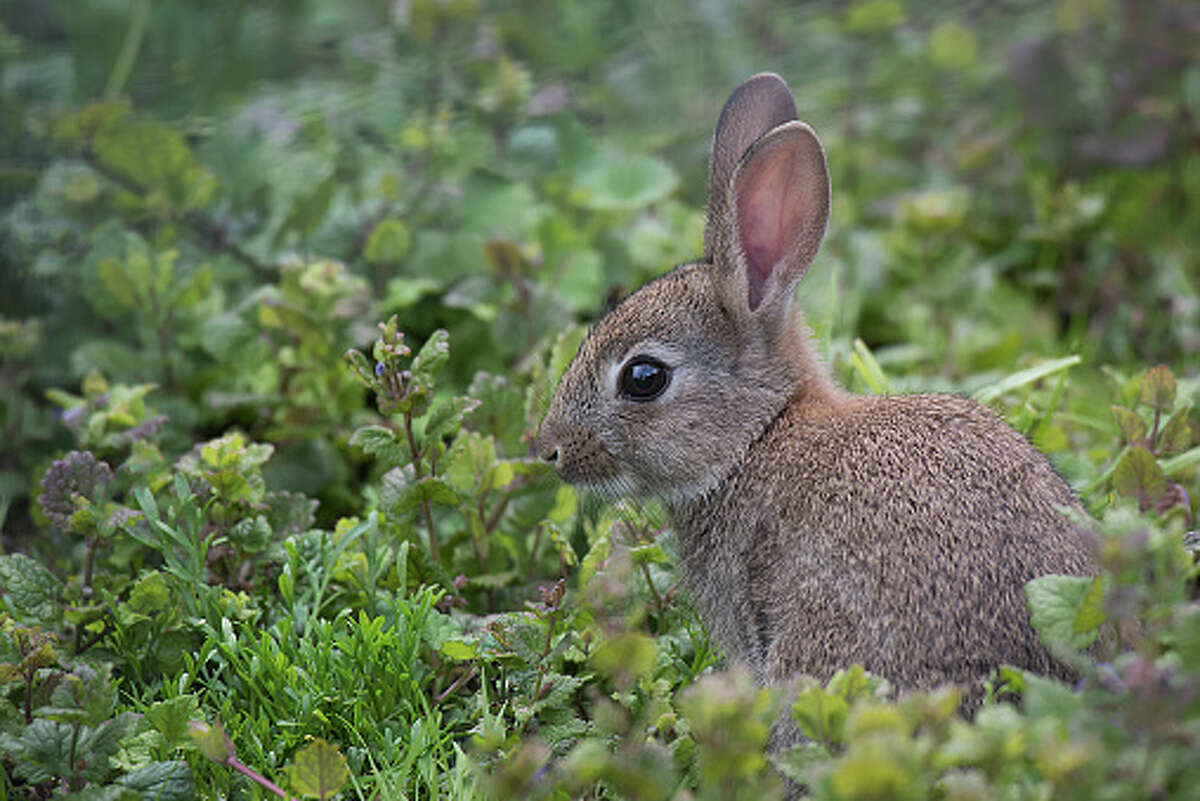 Rabbitkilling disease spotted for first time in Hill Country