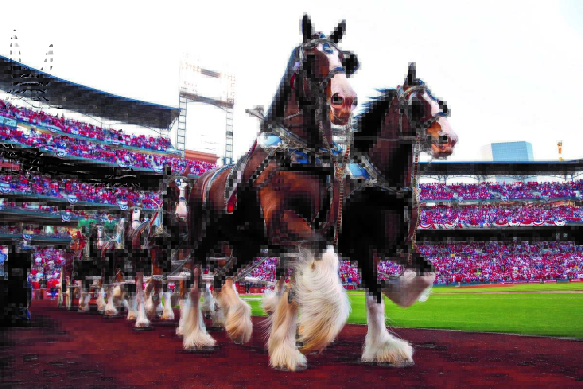 Budweiser Clydesdales make their way around the warning track at Busch Stadium in St. Louis in 2018. One of the Clydesdales collapsed at the San Antonio Rodeo after becoming tangled with the other horses over the weekend. 