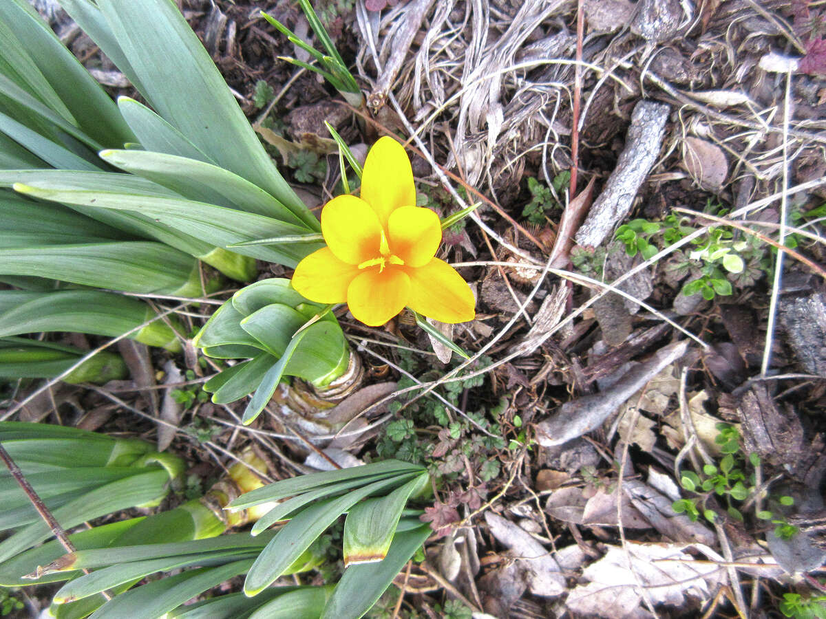 Unseasonably warm winter temperatures have brought the first crocus into bloom in a rural Greenfield yard.