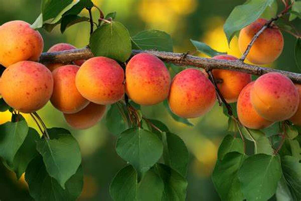 Permian Basin Master Gardeners Planning for fruit trees