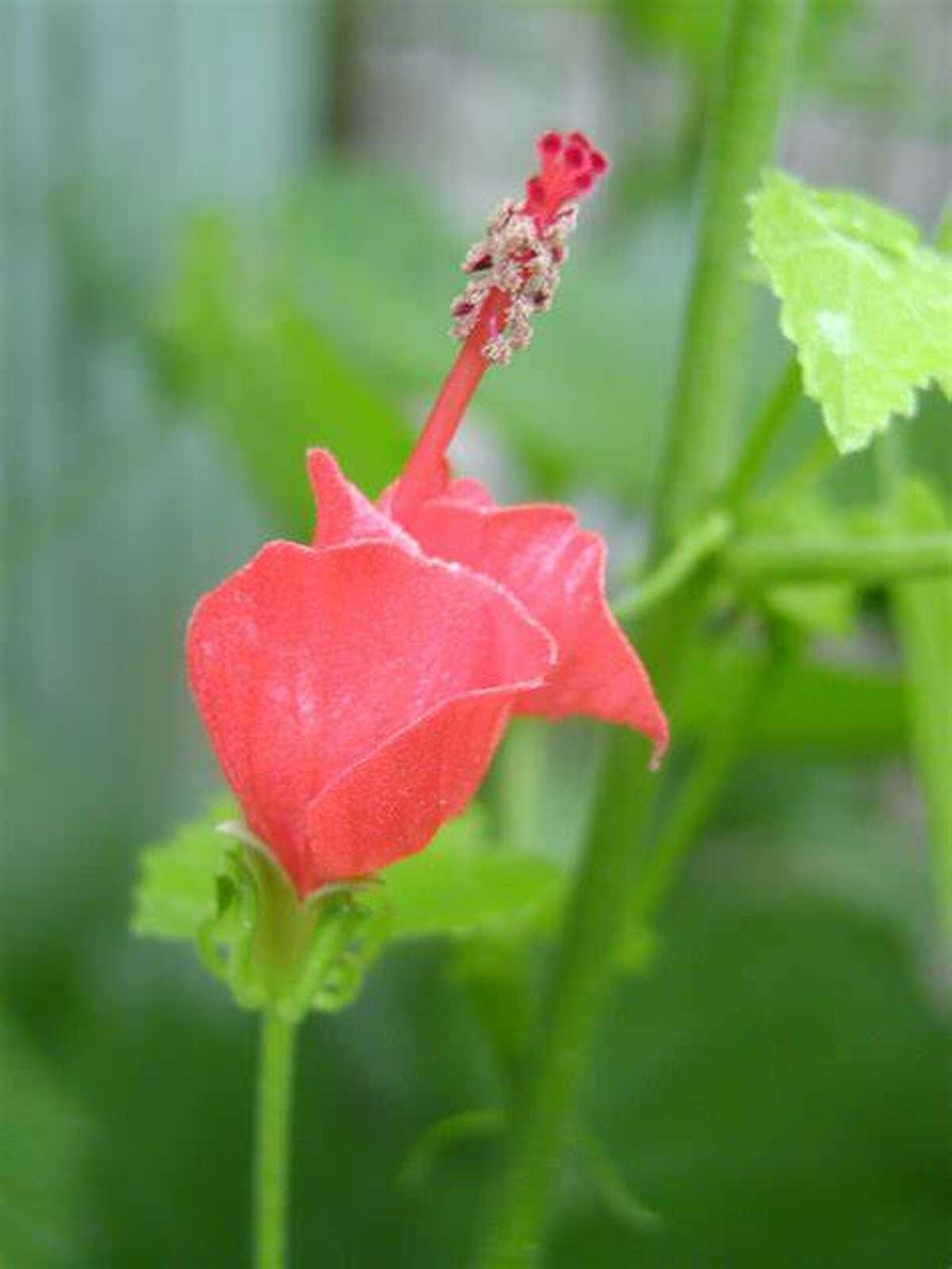 Turk’s Cap is available in spring and summer at most local nurseries.