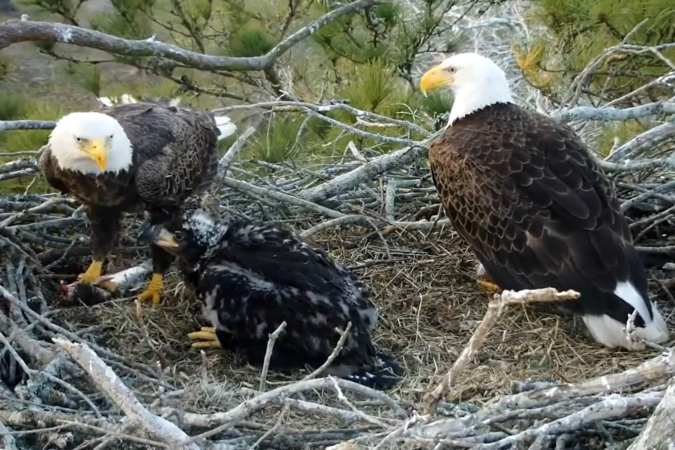 How thousands get to watch Houston-area baby eagle grow up