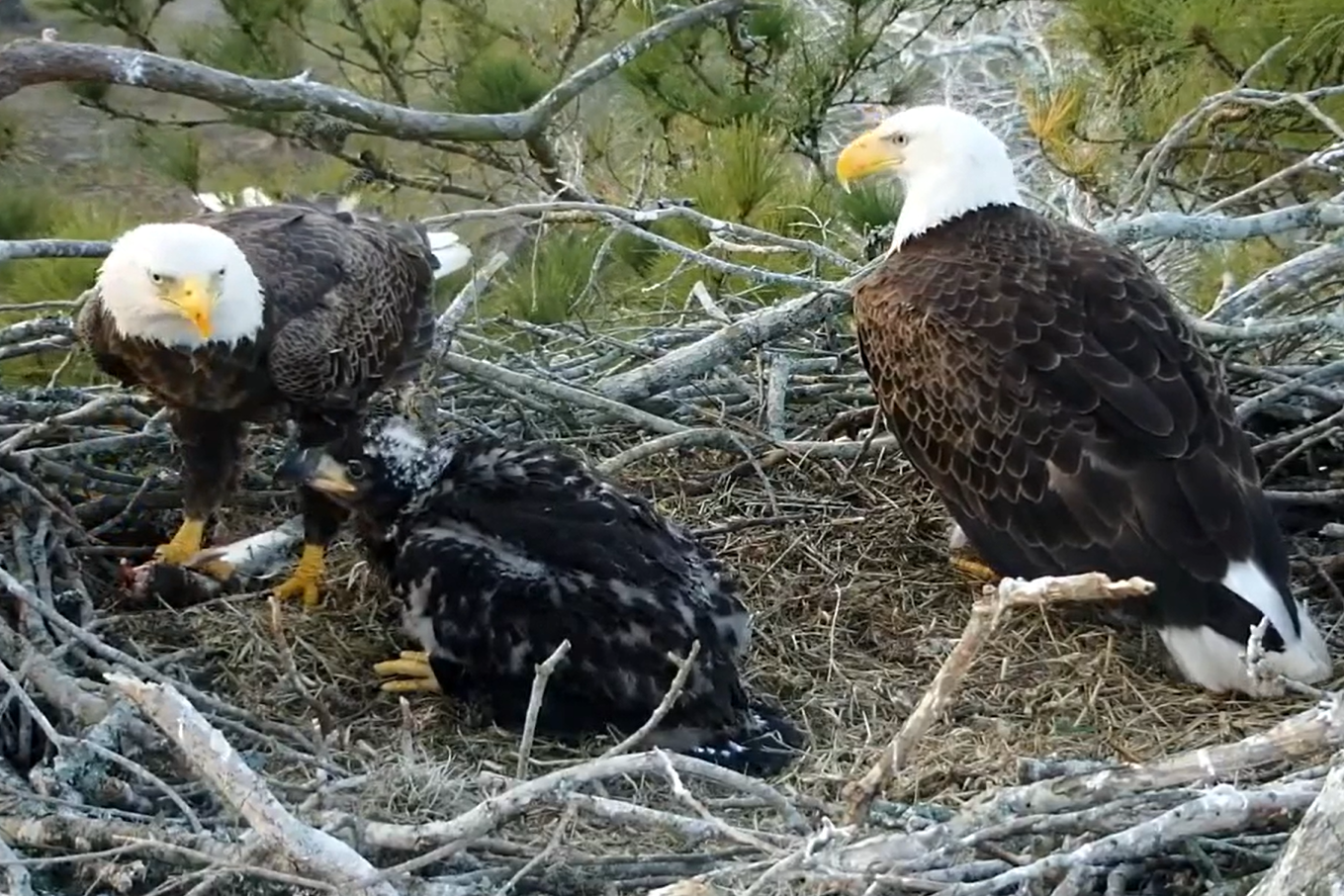 Eagles Fly In Texas