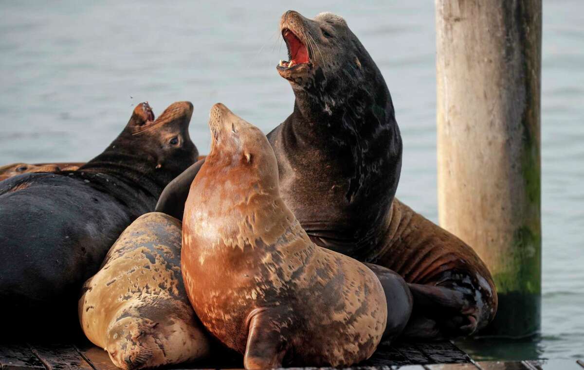 Listen: Secrets of the Pier 39 sea lions