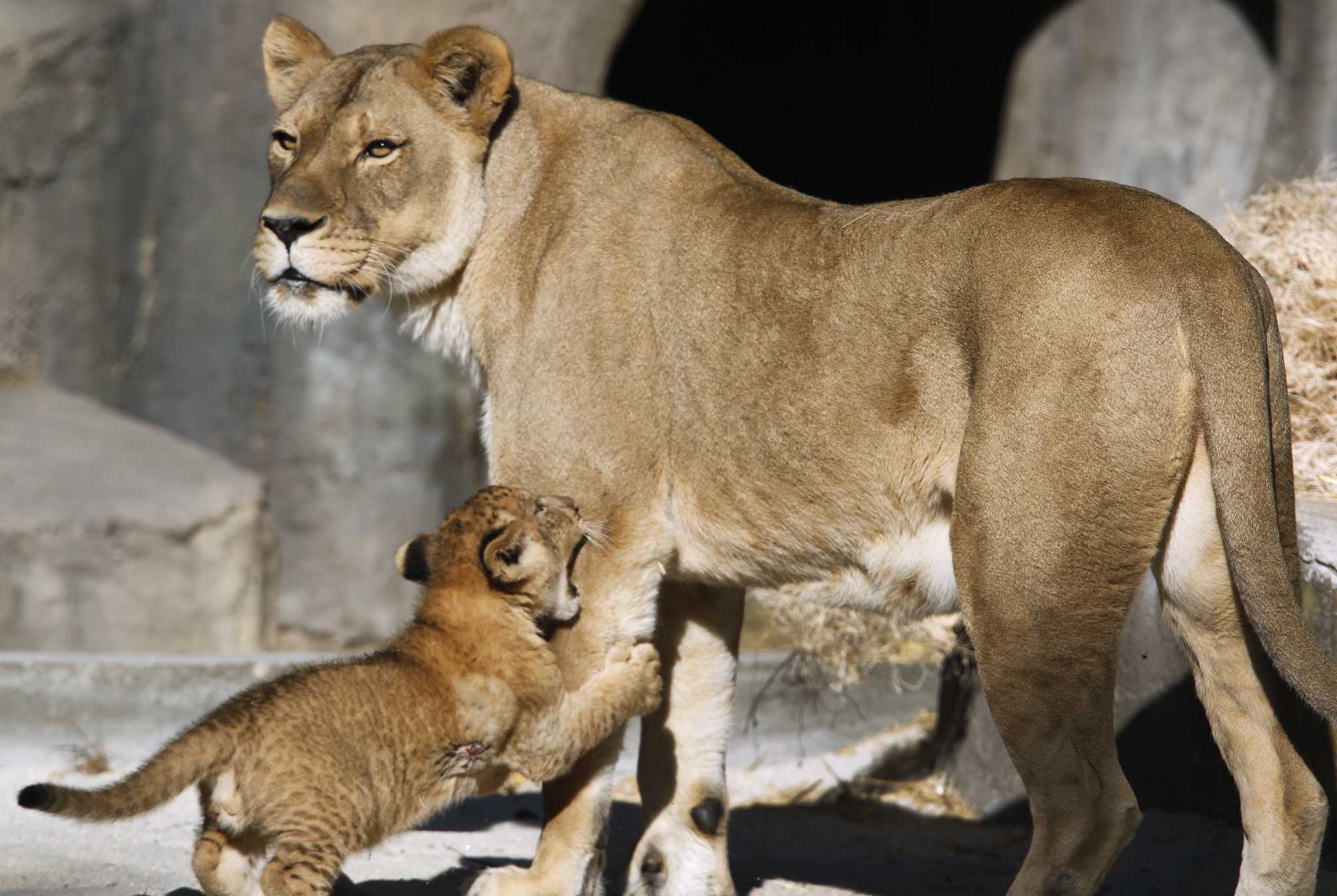 San Francisco Zoo lion Sukari dies at 20