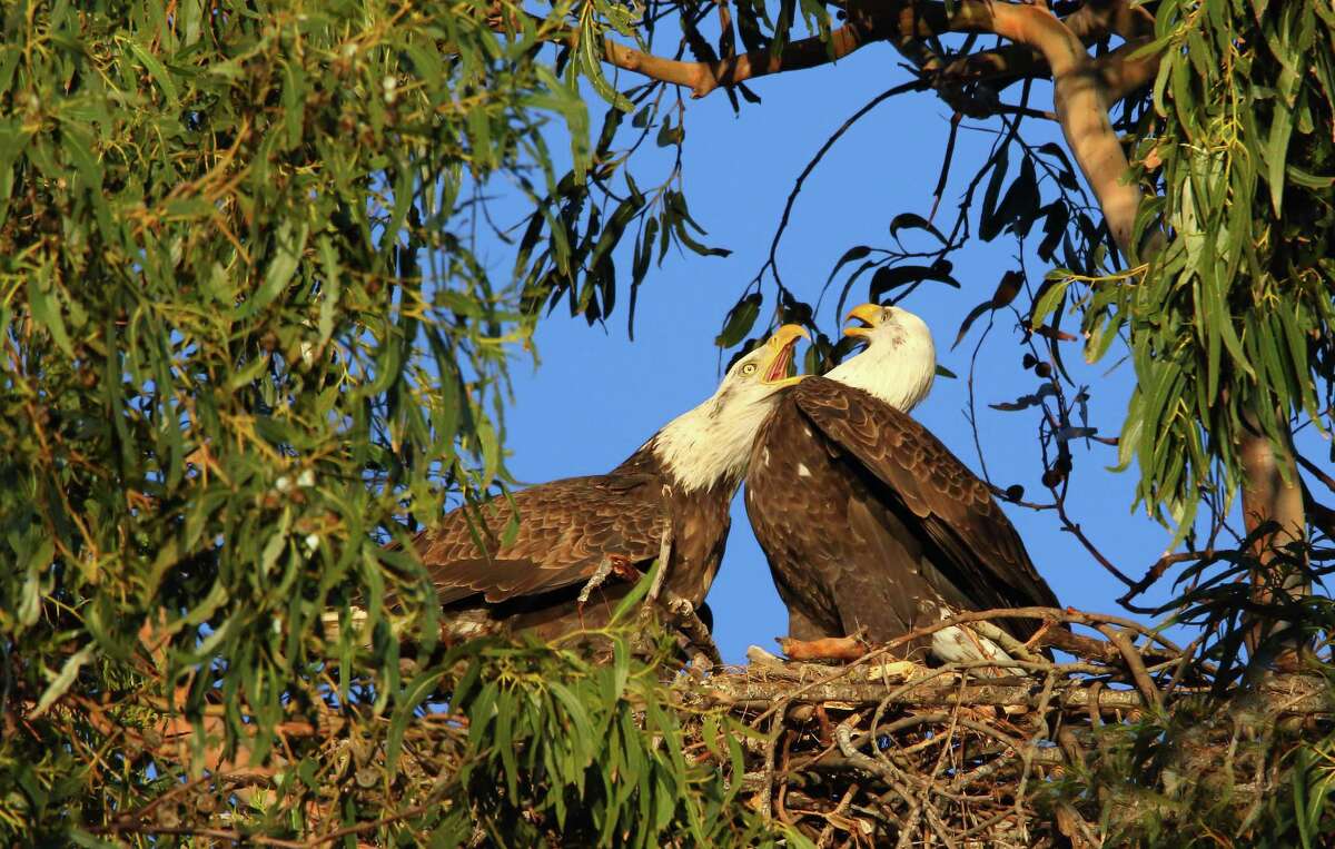 一对秃鹰被发现在阿拉米达的一个高尔夫球场筑巢。