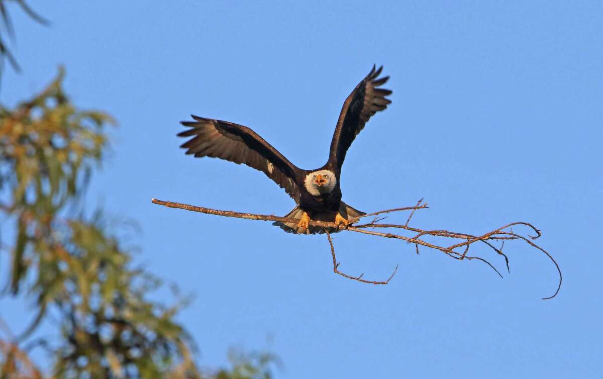 In A First, Bald Eagles Spotted Building A Nest In This Bay Area City