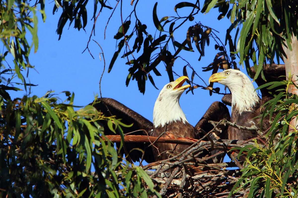 A pair of bald eagles were spotted building two nests at a golf course in Alameda.