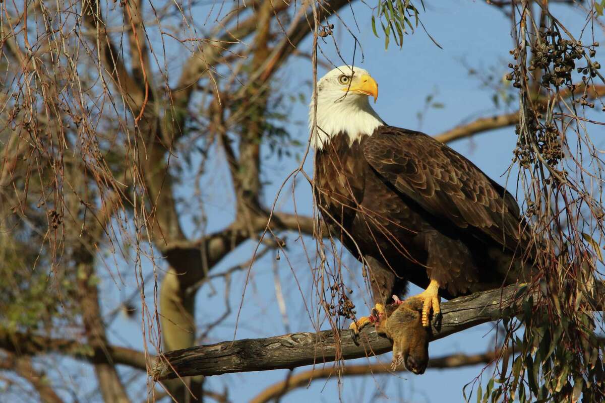 A pair of bald eagles were spotted building two nests at a golf course in Alameda.